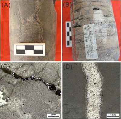 The characteristics of strike-slip faults and their control on hydrocarbon distribution in deep carbonate reservoirs of the central Sichuan Basin